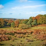 The New Forest, Hampshire The New Forest, Hampshire