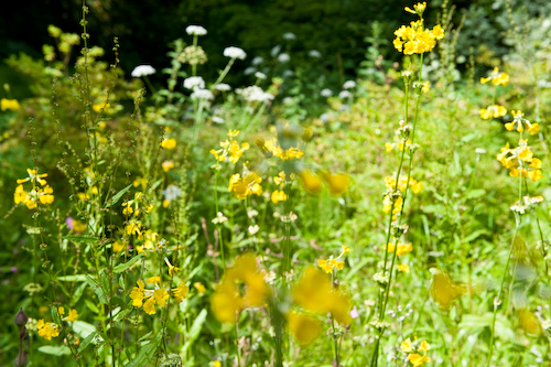 Minterne Magna Gardens, Dorset Minterne Magna Gardens, Dorset