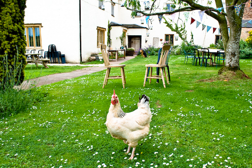 Organic Farm Wedding, Somerset