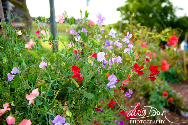 Sweetpeas, Huntstile Farm, Goathurst