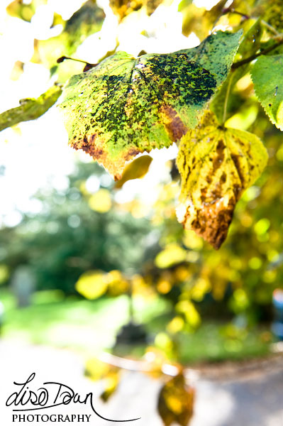 Autumn Leaves