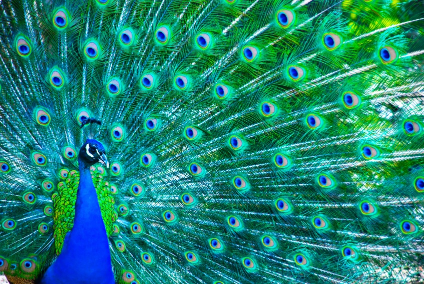 Peacock, Larmer Tree Gardens