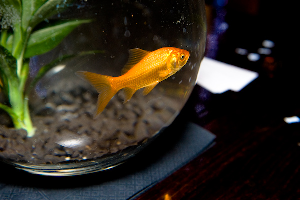 Glamorous goldfish