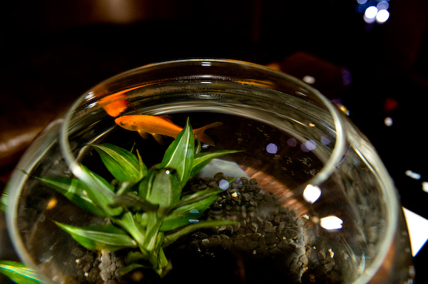 Gold Fish decorations