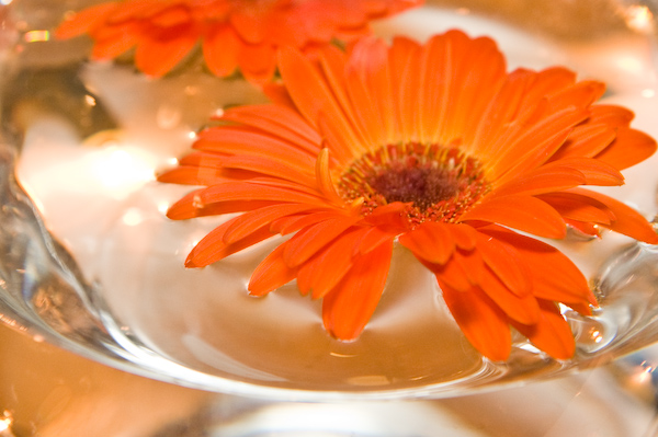 Orange Gerbera Daisies