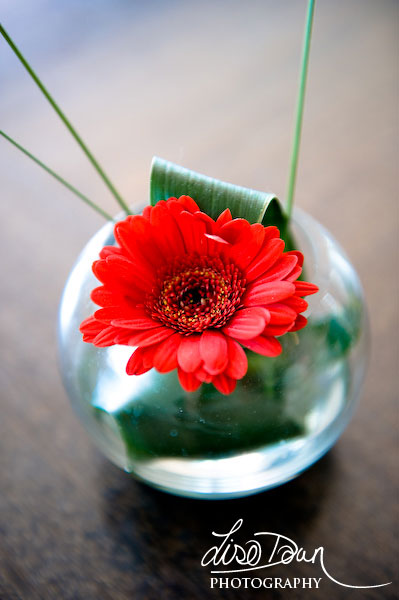 Red Gerbera Daisy Red Gerbera Daisy
