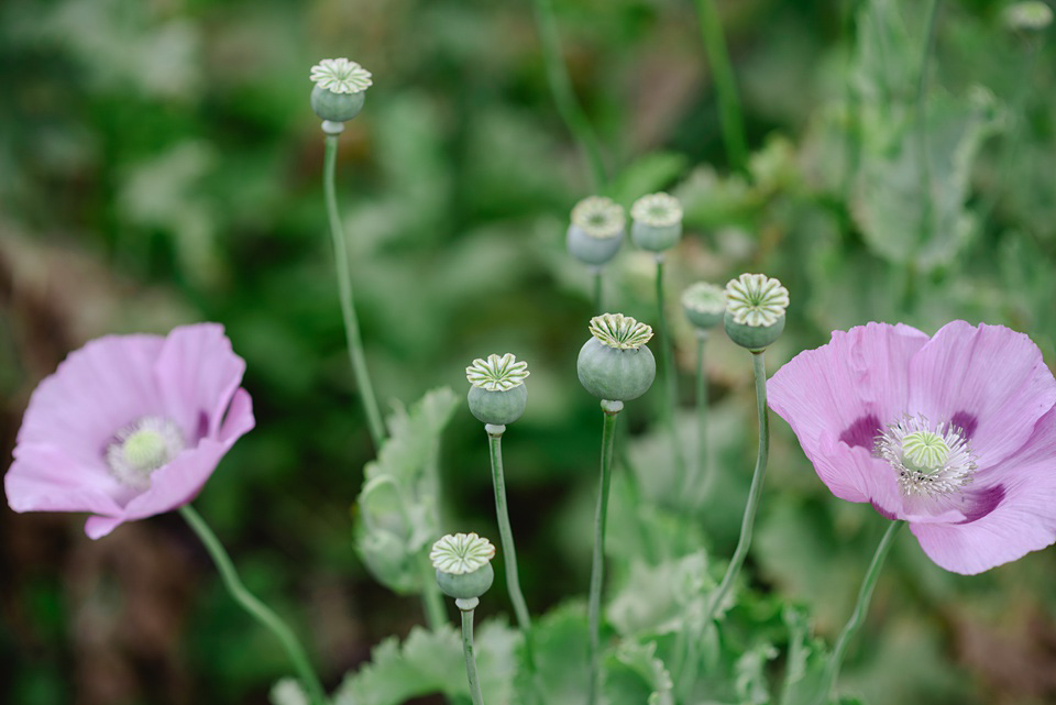 Somerset Wedding Photography,Frome Wedding Photographer