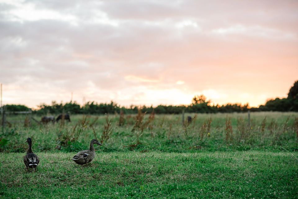 Wedding Photographer Frome,Court Farm Standerwick